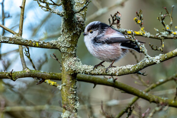 Schwanzmeise sitzt auf einem Ast
