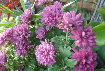 A close-up of a resilient houseplant. Green leaves speckled and Flower, sunlight, nature