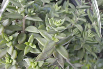 A close-up of a resilient houseplant. Green leaves speckled and Flower, sunlight, nature