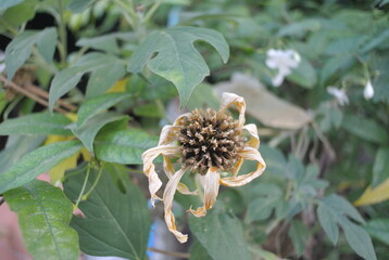A close-up of a resilient houseplant. Green leaves speckled and Flower, sunlight, nature