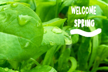 Awakening Serenity, A Botanical Overture Welcoming the Arrival of Spring