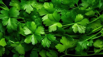 Extreme Closeup of Cilantro Bunch - Highly Detailed Minimal Style Overhead View AI Generated