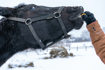 animal farming nature winter snow white mammal cow cold rural cattle field brown livestock outdoors beef pasture agricul