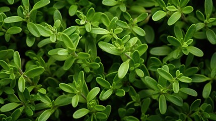 Fototapeta na wymiar Extreme Closeup of Thyme: Highly Detailed Minimal Style Overhead View AI Generated