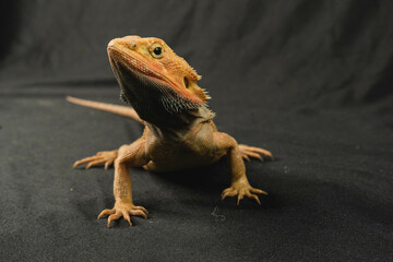 reptile animal lizard wildlife nature wild closeup dragon skin eye tropical zoo reptilian pet yellow brown iguana macro 