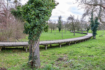 Flanders organic orchard with curved wooden elevated walkway bridge over green grass, trunks with climbing plants, bare fruit trees, Alden Biesen Castle, cloudy winter day in Bilzen, Limburg, Belgium