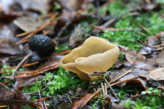 Otidea alutacea, a cup fungus from Finland, no common English name