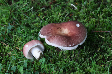Flirt, Russula vesca, brittlegill mushroom from Finland - obrazy, fototapety, plakaty