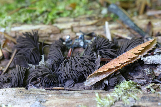 Chocolate tube slime mold, Stemonitis nigrescens, also called Stemonitis fusca var. nigrescens