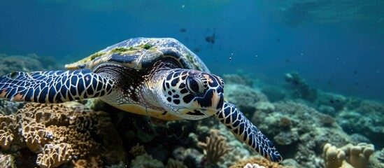 Fototapeta premium Bali's underwater realm is home to the Hawksbill sea turtle.