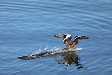 湖沼のカモたち