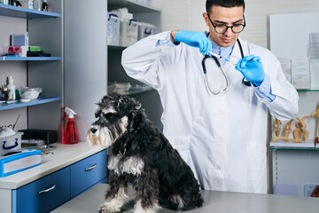 Veterinarian preparing vaccine for a domestic dog