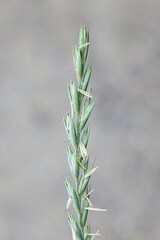 Couch grass, Elymus repens, also known as common couch, quick grass, dog grass or witchgrass, wild invasive weed from Finland
