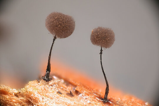 Lamproderma arcyrionema, also known as Collaria arcyrionema, slime mold from Finland, microscope image of sporangia