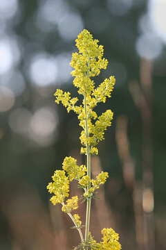 Lady's Bedstraw, Galium verum, also known as Wirtgen&rsquo;s bedstraw or Yellow bedstraw, wild flower from Finland