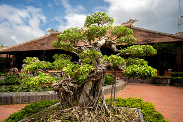 small bonsai planted outdoors, decorative green companion enhancing natural beauty of surroundings....