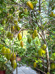 Carambolar tree that have full fruit.