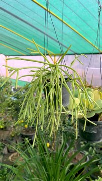 Rhipsalis baccifera mistletoe cactus in a hanging pot