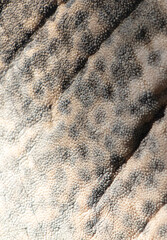 Elephant skin as an abstract background. Texture
