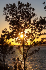 Silhouette of a tree on the sea at sunset