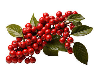 Red Fresh Coffee Beans on a Branch with Green Leaves Isolated on Transparent Background
