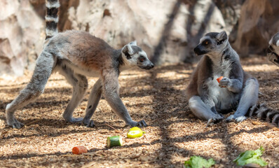 Lemurs eat vegetables at the zoo