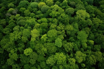 Diversity of Green Forest: Overhead View AI Generated
