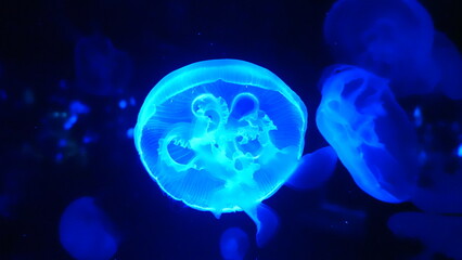 Obraz premium jerryfish