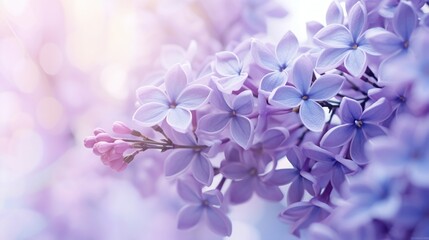 Soft Focus Dreams: Create a dreamy and soft focus macro image of a cluster of lilac violet flowers. Use a shallow depth of field to blur the background and focus on a specific area of the flowers