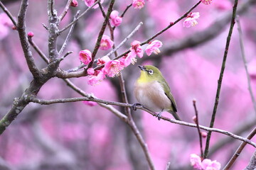 春の訪れと梅とメジロ