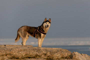 Fototapeta na wymiar A beautiful Husky dog stands on a stone against the background of the sea and looks at the camera.