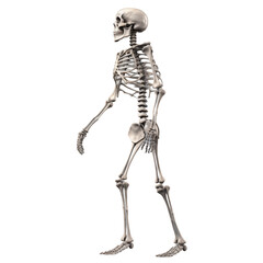 Human skeleton isolated transparent, Generative AI