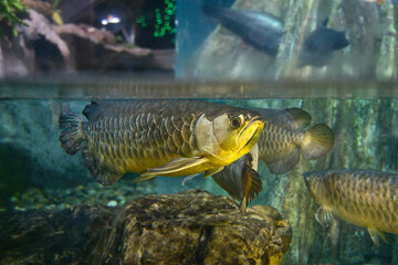 Indonesian high-back arowana swims near surface of water in aquarium.