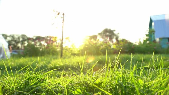 a gardener with a lawn mower mows the lawn