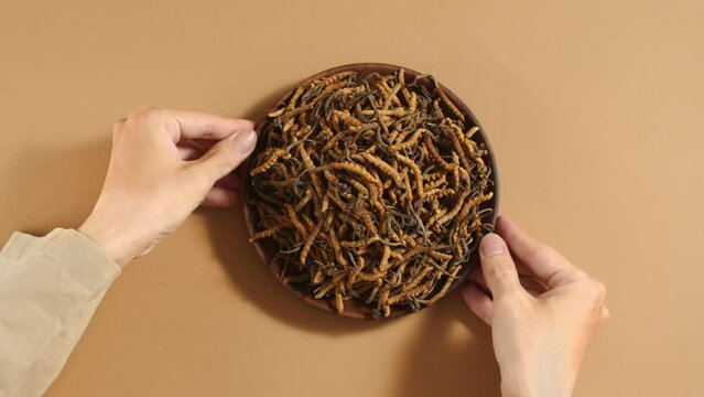 On a pastel brown background, a person places a wooden plate with cordyceps. Cordyceps helps control symptoms of diabetes and prevent chronic kidney disease.
