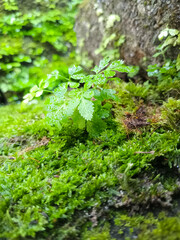 With HD clarity and smooth details, this image captures the intricate textures and vibrant shades of green, providing a sensory experience of nature's purity. 