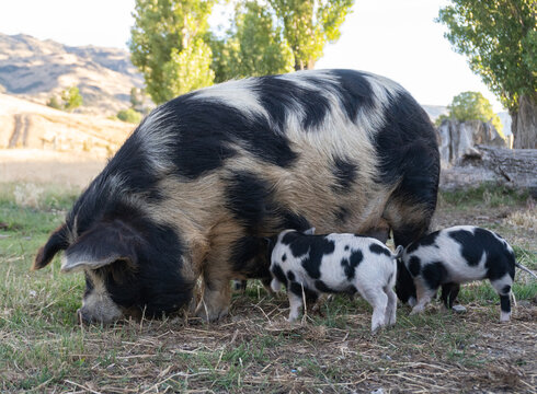 Kunekune Piglet