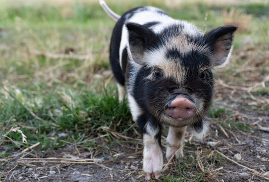 Kunekune Piglet