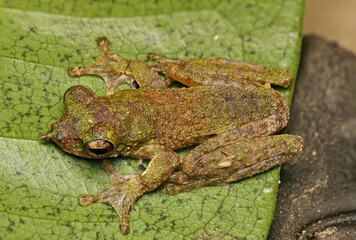 Green Frog On The Leaf Trying To Camouflage From New Guinea