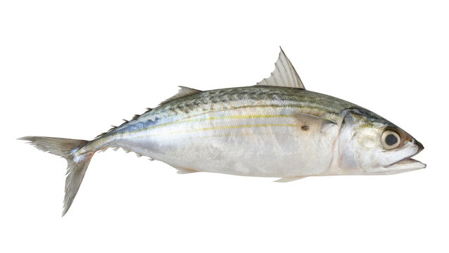 Fresh Indian mackerel isolated on white background, Rastrelliger kanagurta	