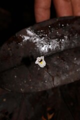 Ghost orchid, Didymoplexis torricellense, holomycotrophic plants from new guinea