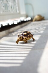 Sulcata also named African spurred tortoise, Centrochelys sulcata. Pardalis Babcocki Leopard...