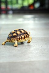 Sulcata also named African spurred tortoise, Centrochelys sulcata. Pardalis Babcocki Leopard Tortoise.