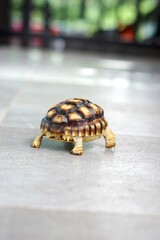 Sulcata also named African spurred tortoise, Centrochelys sulcata. Pardalis Babcocki Leopard...