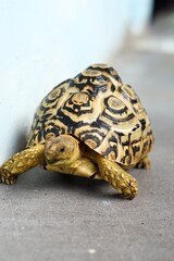 Sulcata also named African spurred tortoise, Centrochelys sulcata. Pardalis Babcocki Leopard...