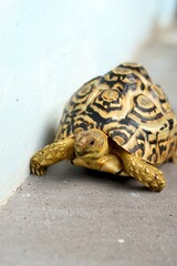 Sulcata also named African spurred tortoise, Centrochelys sulcata. Pardalis Babcocki Leopard Tortoise.