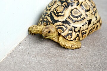 Sulcata also named African spurred tortoise, Centrochelys sulcata. Pardalis Babcocki Leopard Tortoise.