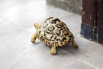 Sulcata also named African spurred tortoise, Centrochelys sulcata. Pardalis Babcocki Leopard...