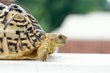 Sulcata also named African spurred tortoise, Centrochelys sulcata. Pardalis Babcocki Leopard Tortoise.