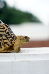 Sulcata also named African spurred tortoise, Centrochelys sulcata. Pardalis Babcocki Leopard Tortoise.